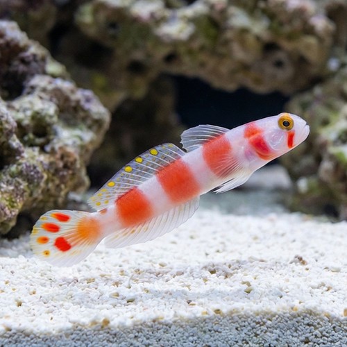 Flagtail Shrimp Goby