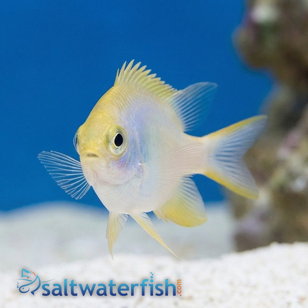 Staghorn Damsel: Yellow