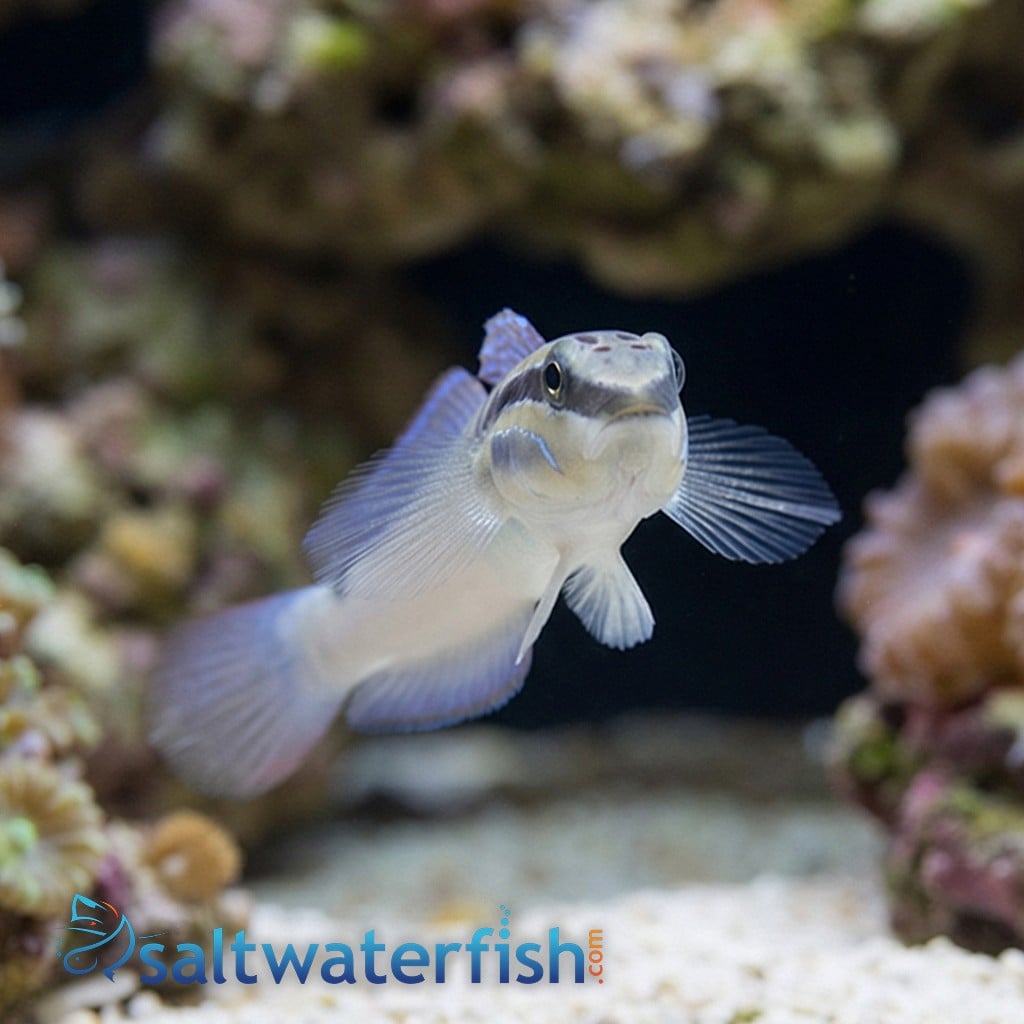 Bynoe Sleeper Goby 