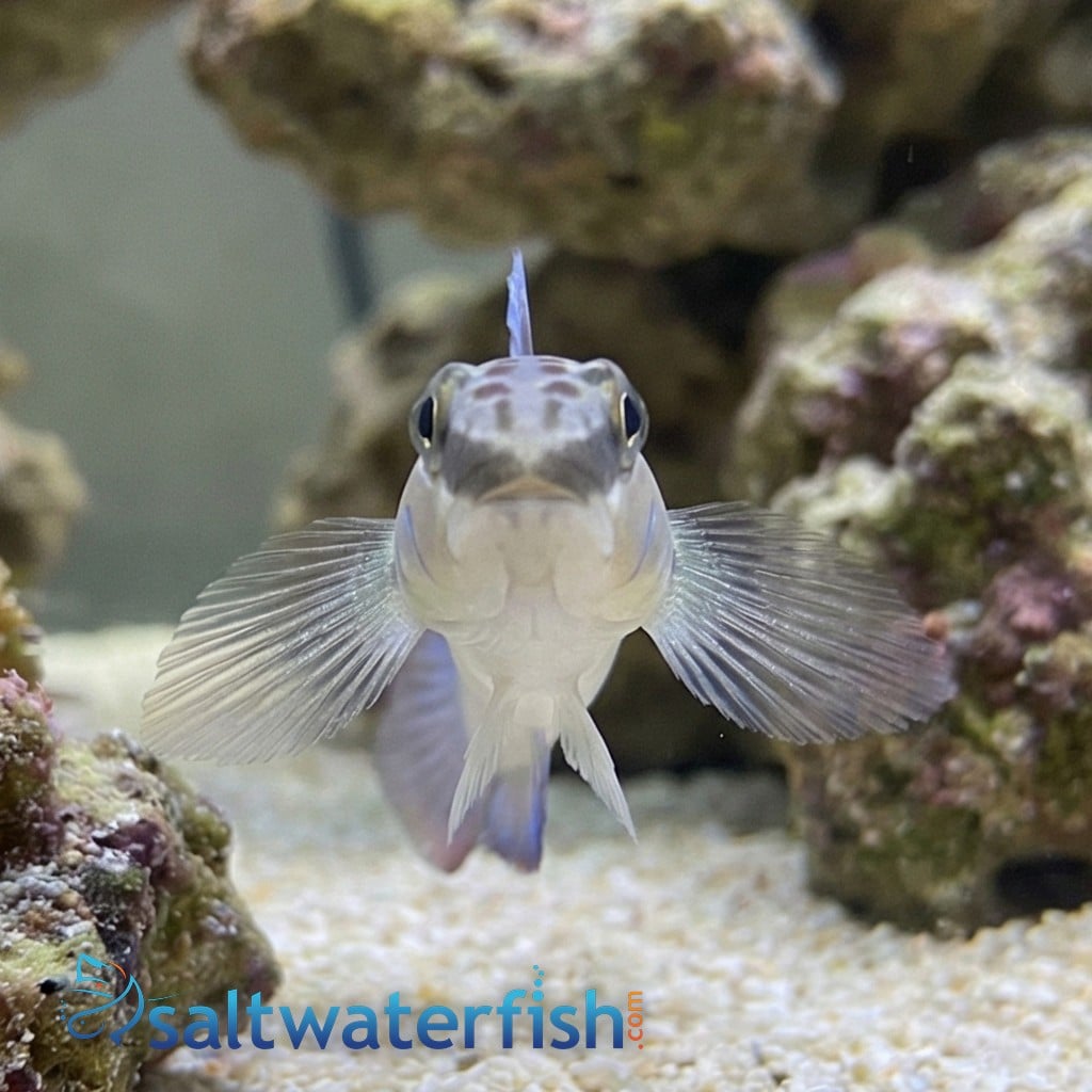Bynoe Sleeper Goby 