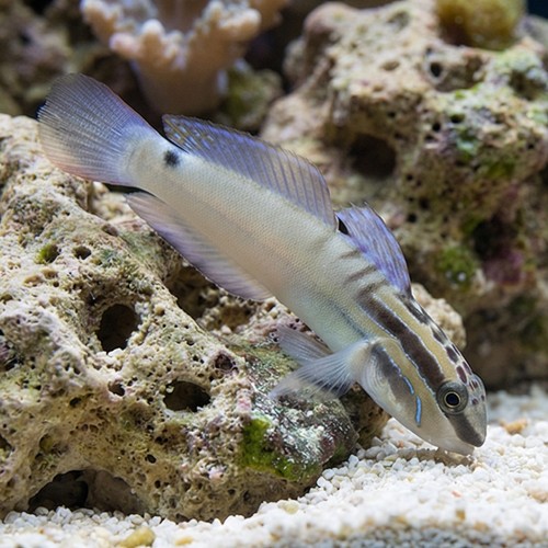Bynoe Sleeper Goby 