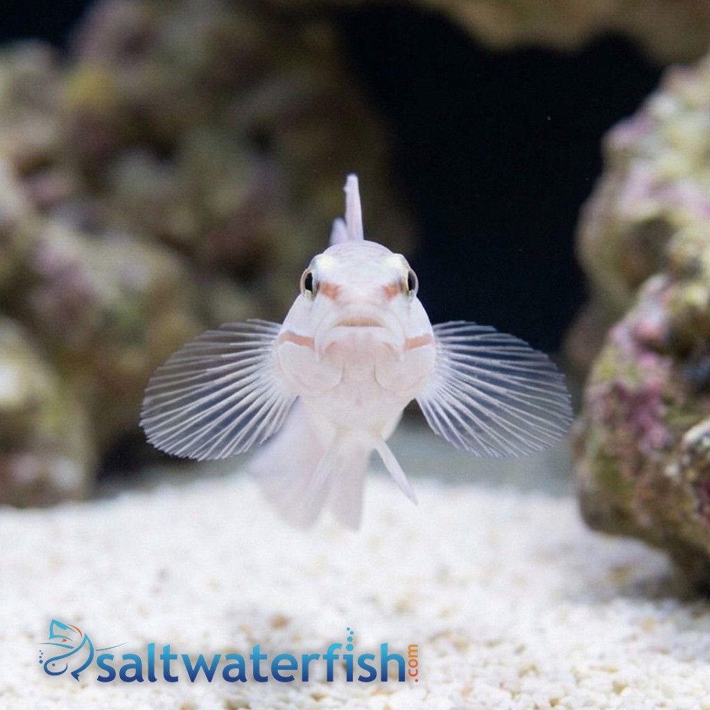 Orange Marked Goby