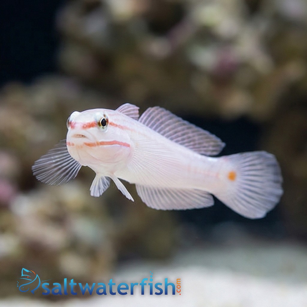 Orange Marked Goby