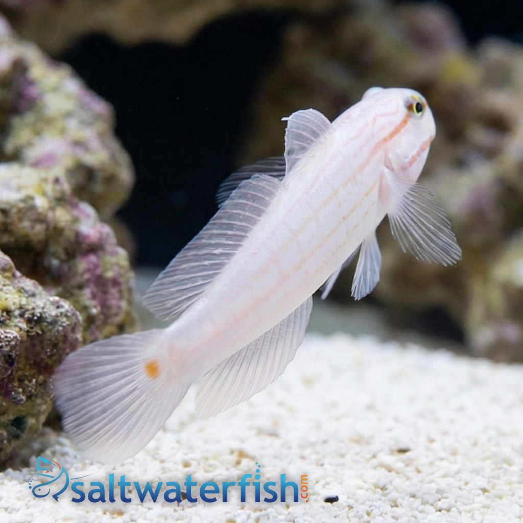 Orange Marked Goby