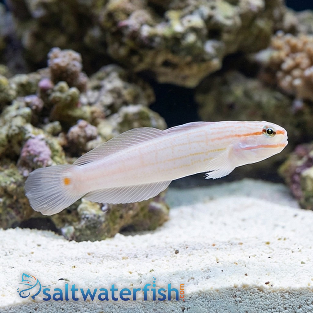 Orange Marked Goby