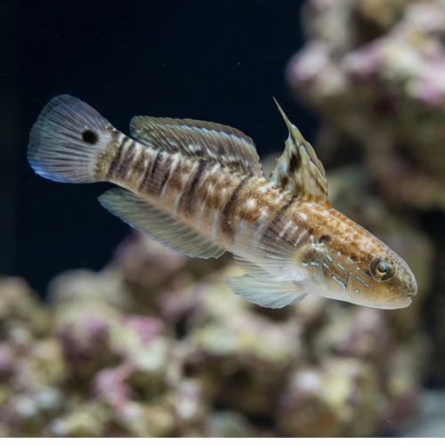 Sleeper Banded Bullet Goby - Fiji - MAC Certified