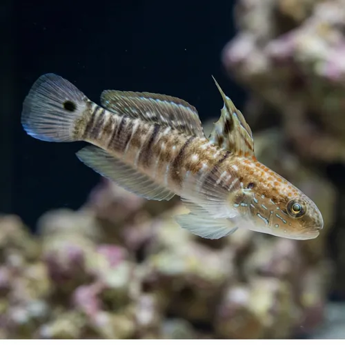 Sleeper Banded Bullet Goby - Fiji - MAC Certified