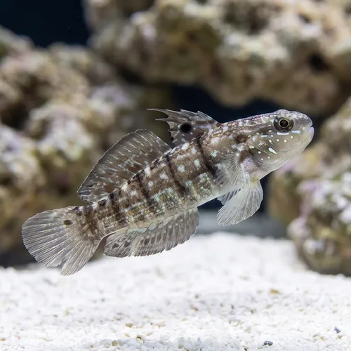 Half-Barred Goby