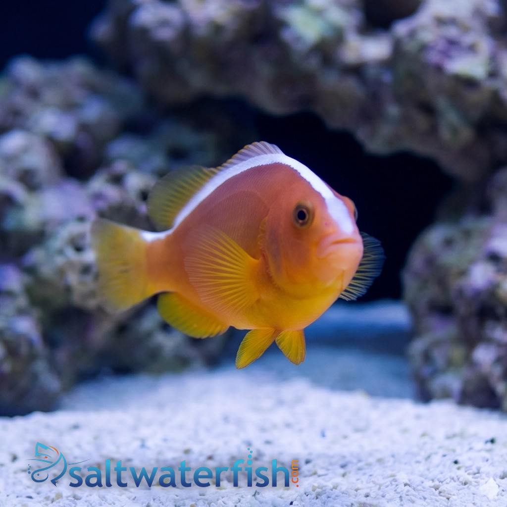 Nosestripe Skunk Clownfish