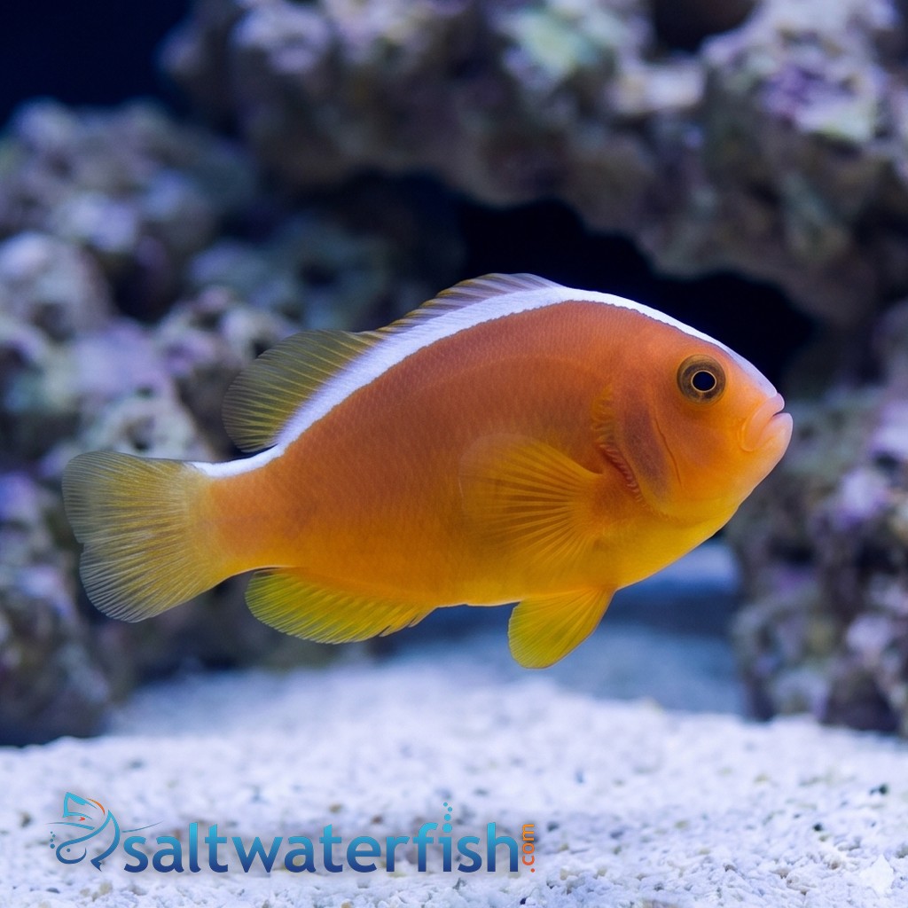 Nosestripe Skunk Clownfish