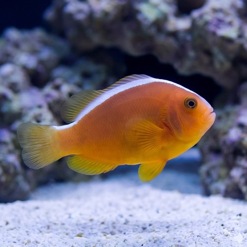 Nosestripe Skunk Clownfish