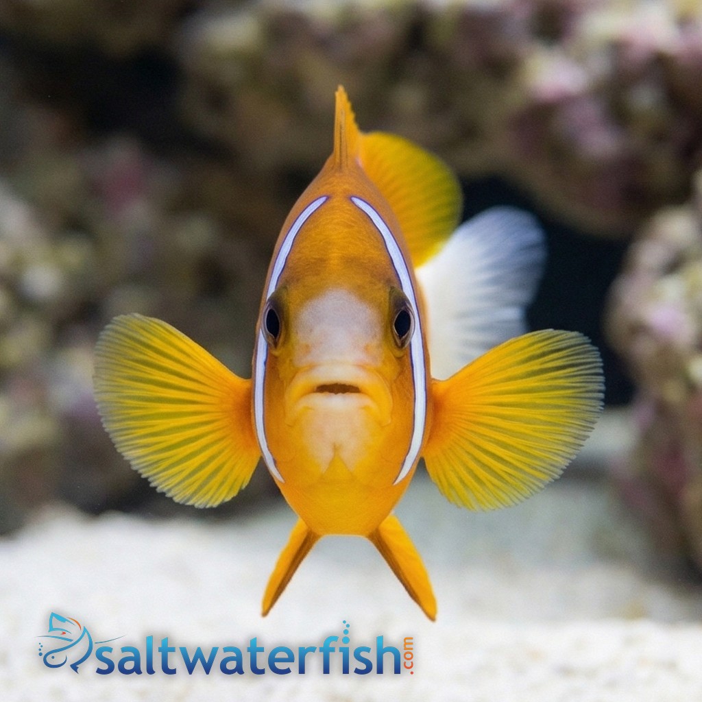 Barrier Reef Clownfish - Australia