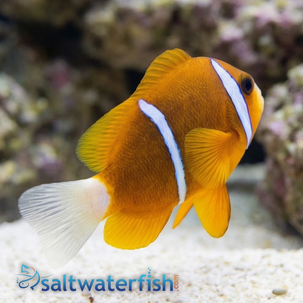 Barrier Reef Clownfish - Australia