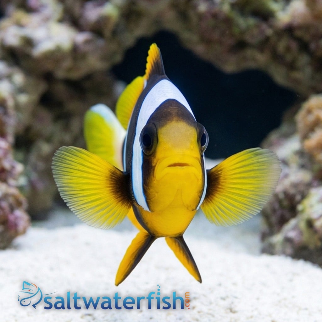 Allard's Clownfish - Red Sea
