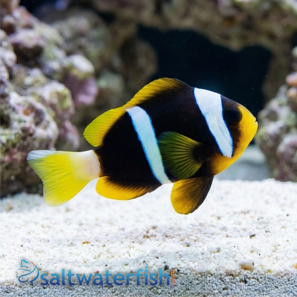 Allard's Clownfish - Red Sea