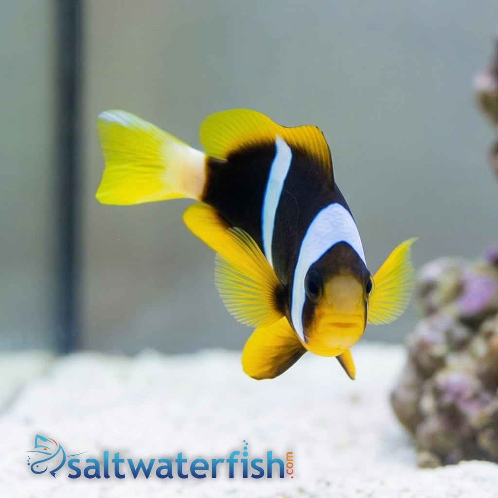 Allard's Clownfish - Red Sea