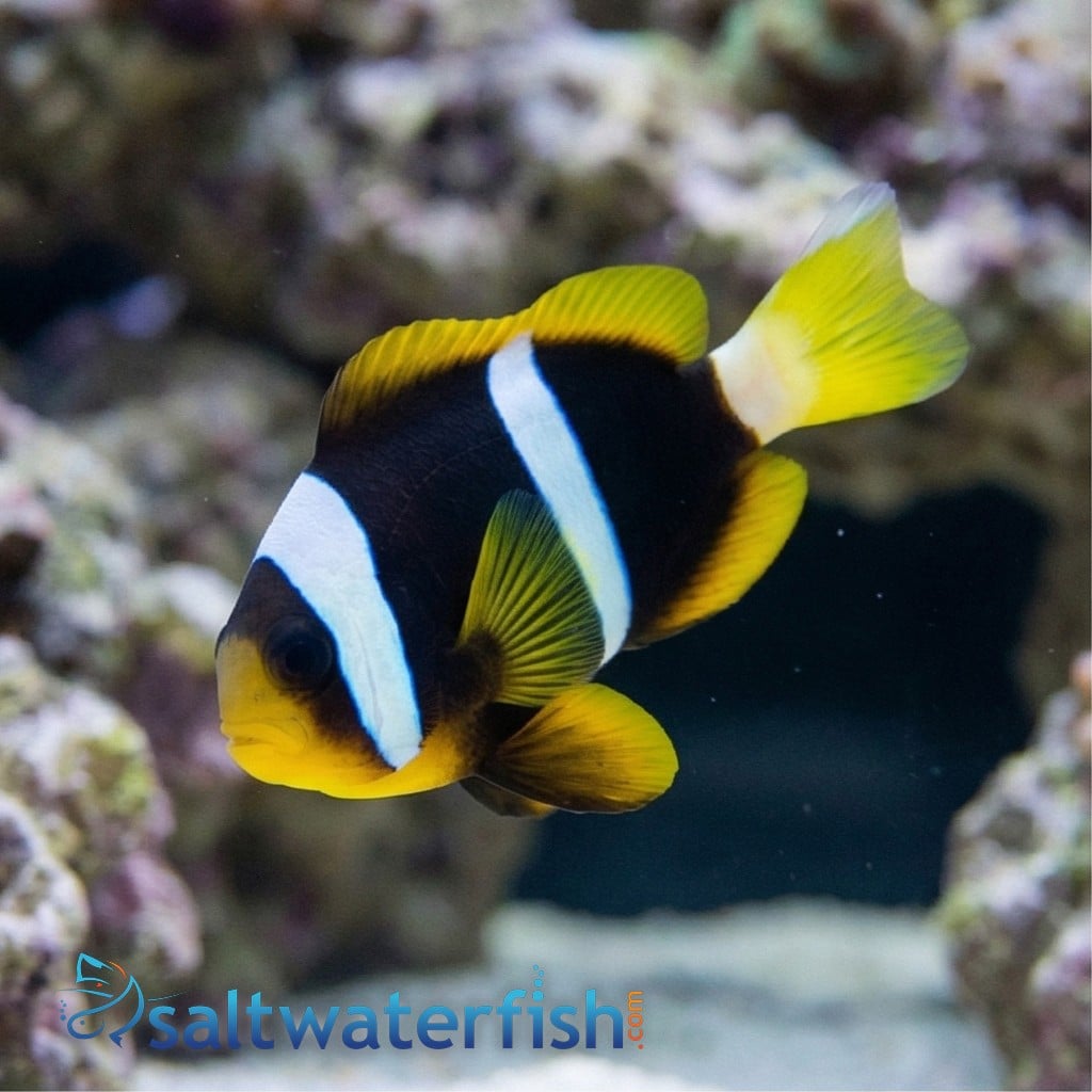 Allard's Clownfish - Red Sea
