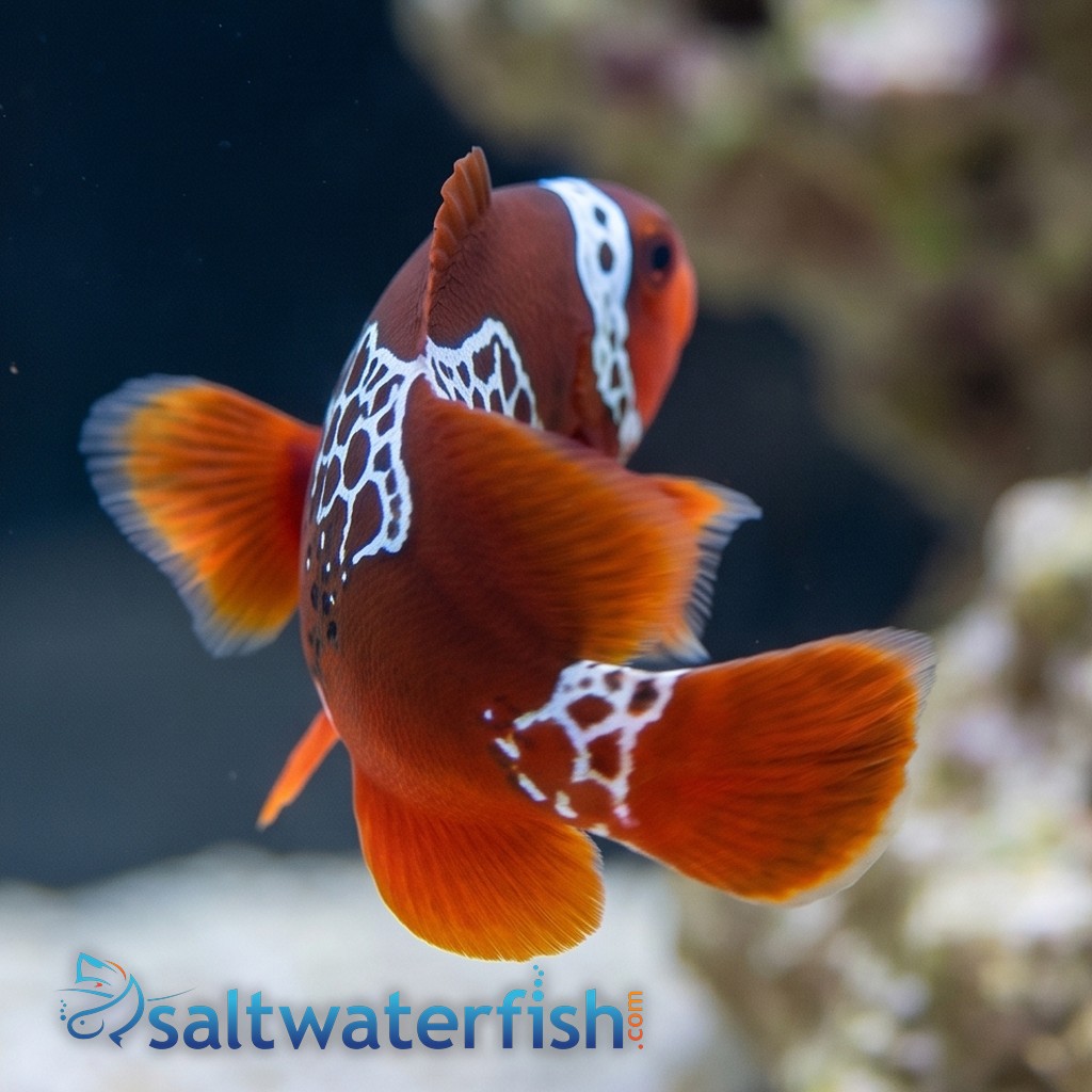 Lightning Maroon Clownfish