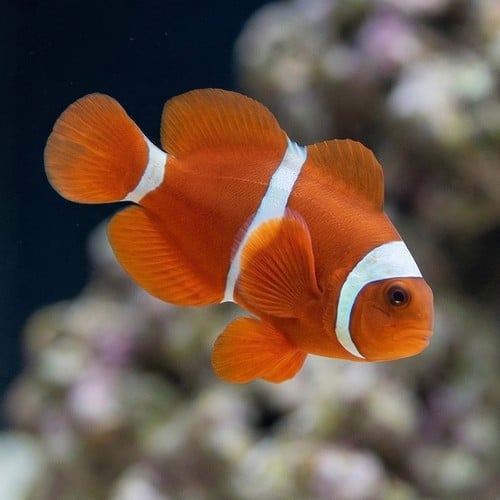 Maroon Clownfish - Captive Bred