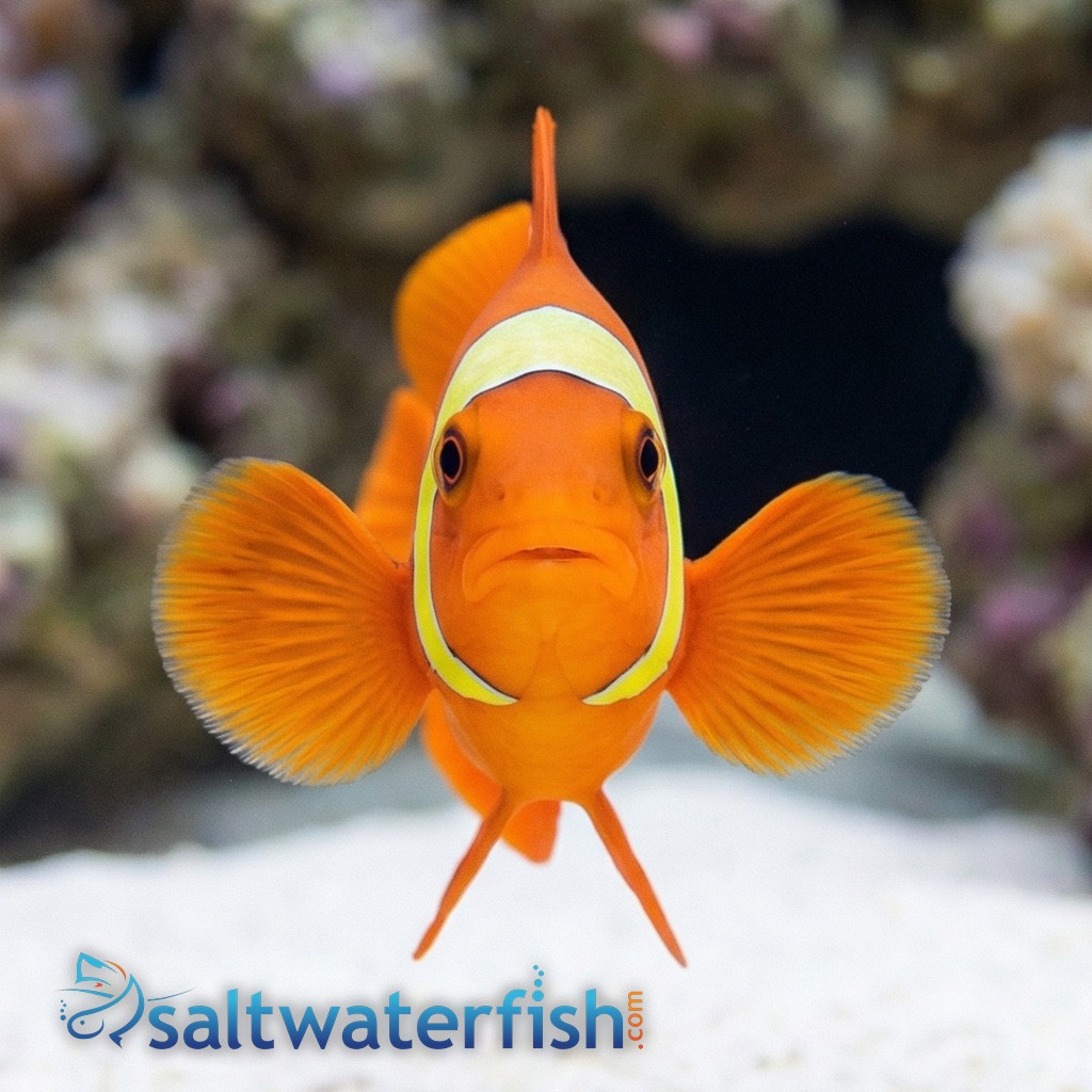 Maroon Clownfish: Yellow Stripe - South Asia