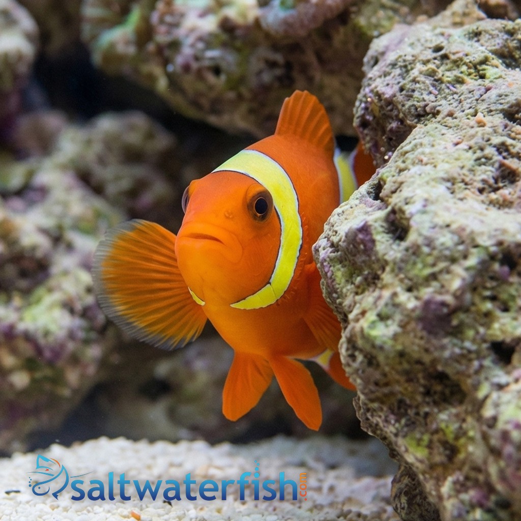 Maroon Clownfish: Yellow Stripe - South Asia