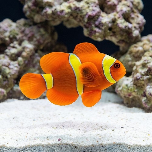 Maroon Clownfish: Yellow Stripe - South Asia