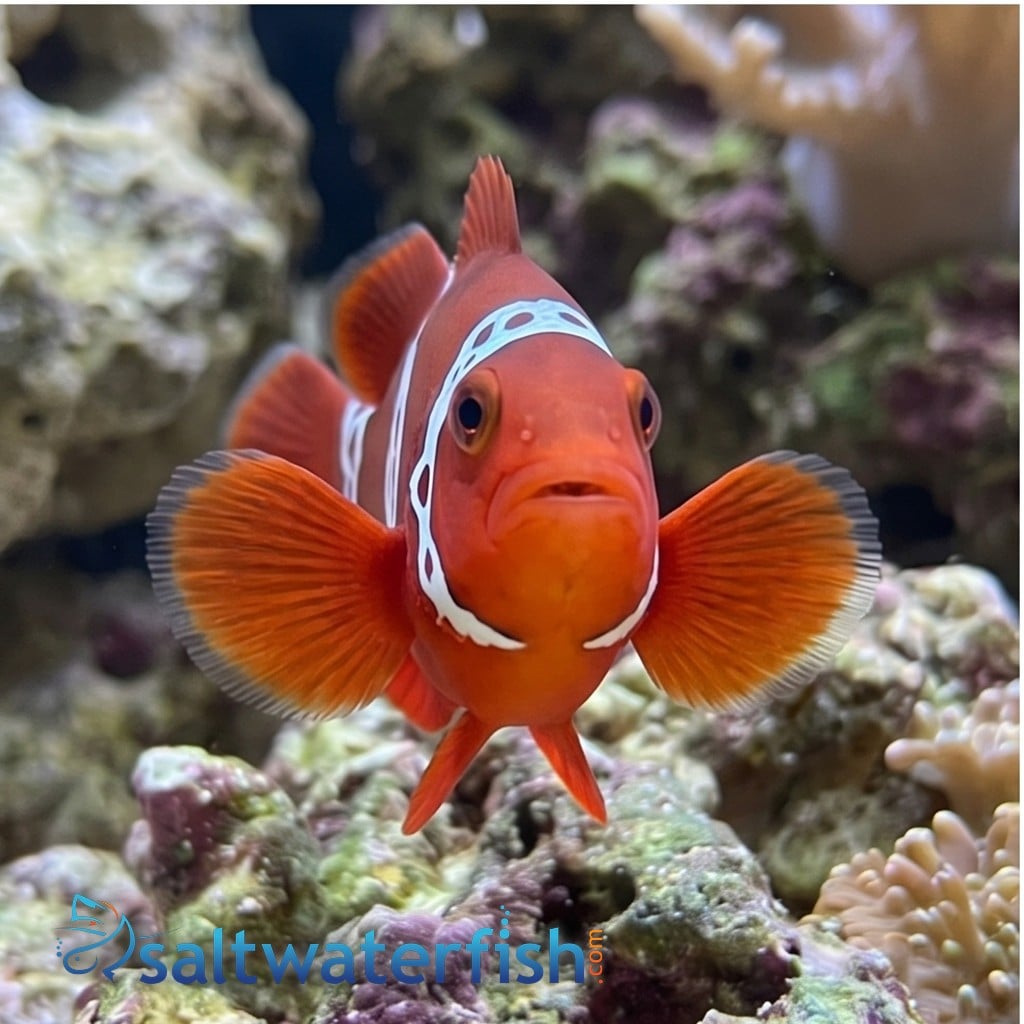Thunder Maroon Clownfish - Captive Bred