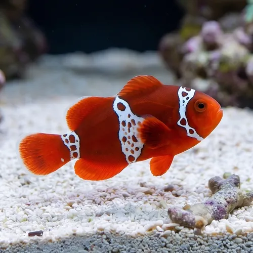 Thunder Maroon Clownfish - Captive Bred