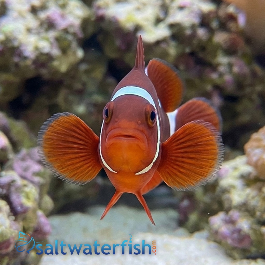 Gold Dot Maroon Clownfish