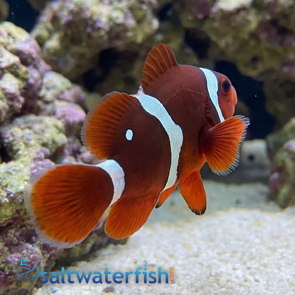 Gold Dot Maroon Clownfish