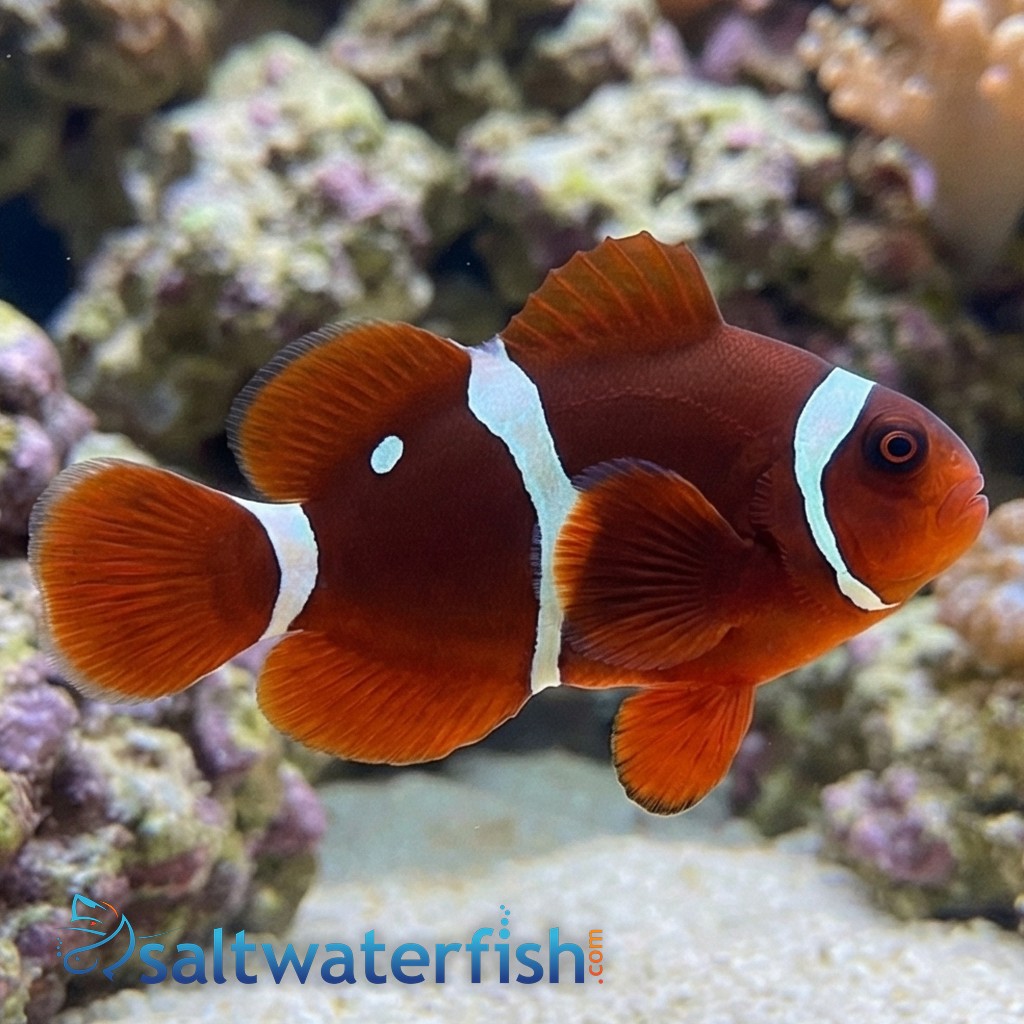 Gold Dot Maroon Clownfish