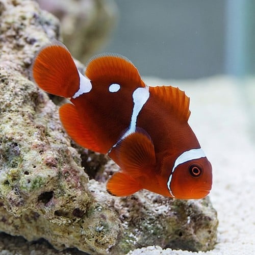 Gold Dot Maroon Clownfish