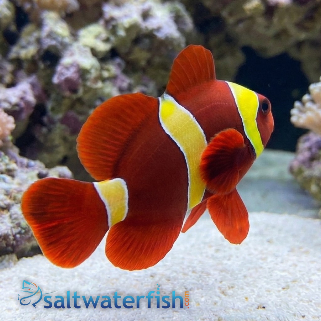 Gold Stripe Maroon Clownfish - Captive Bred - QM Labs