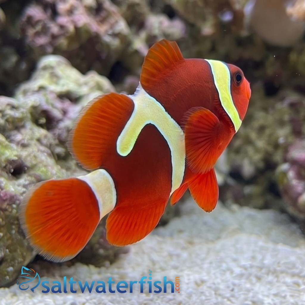 Goldflake Maroon Clownfish Captive-Bred