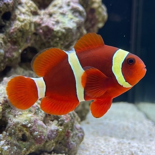 Goldflake Maroon Clownfish Captive-Bred