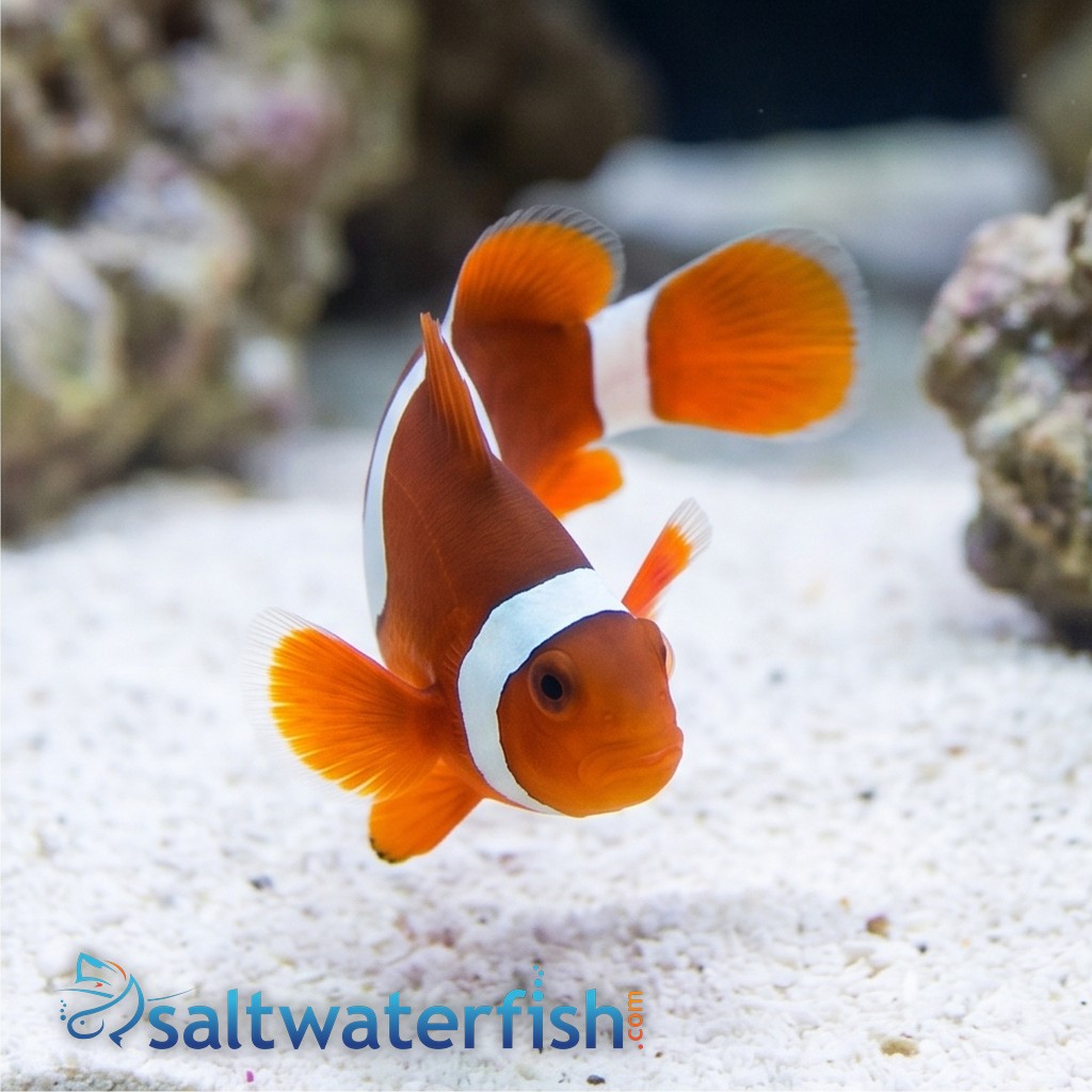 Maroon Clownfish - Captive Bred