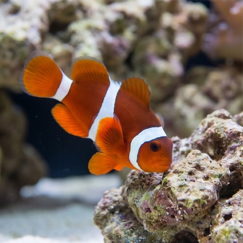 Maroon Clownfish - Captive Bred