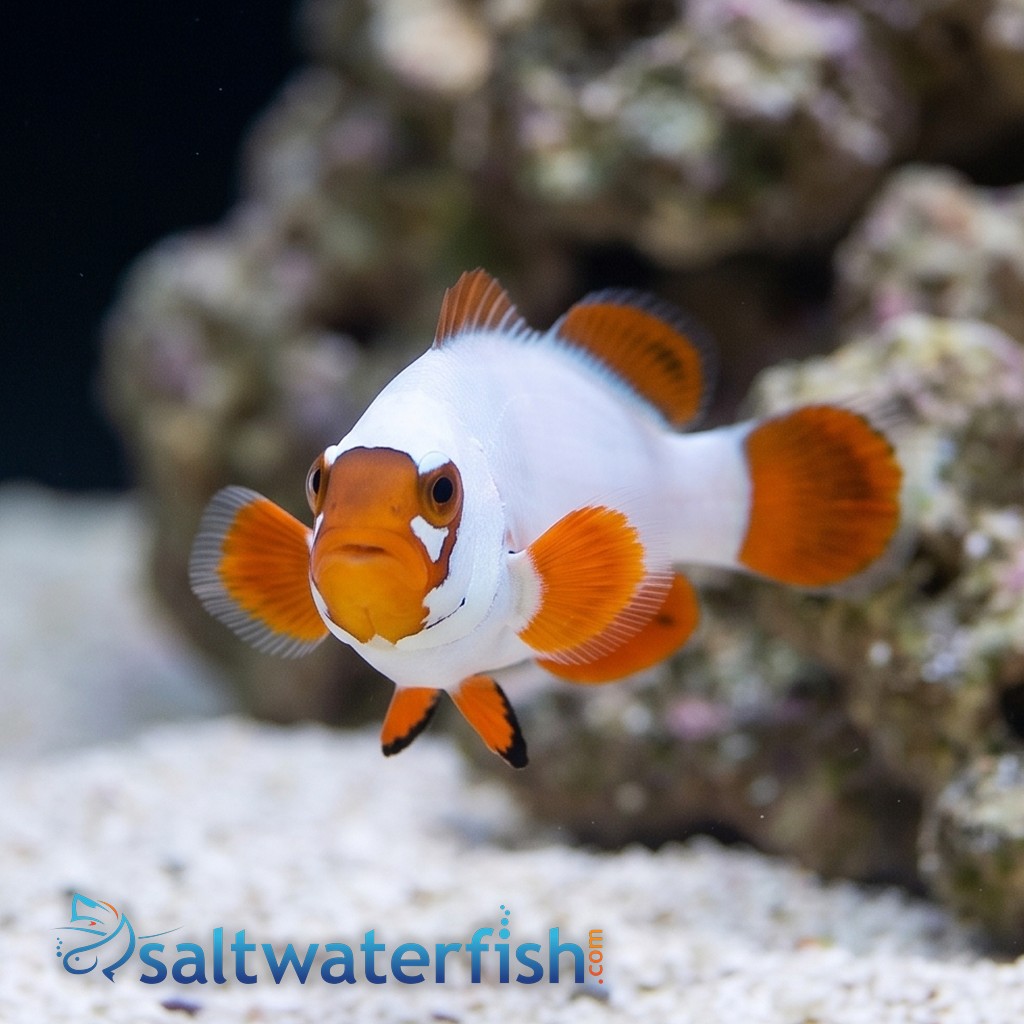 Gold Nugget Maroon Clownfish - Captive Bred