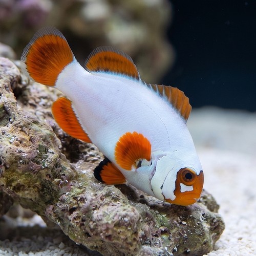 Gold Nugget Maroon Clownfish - Captive Bred