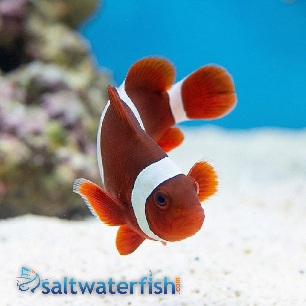 Maroon Clownfish