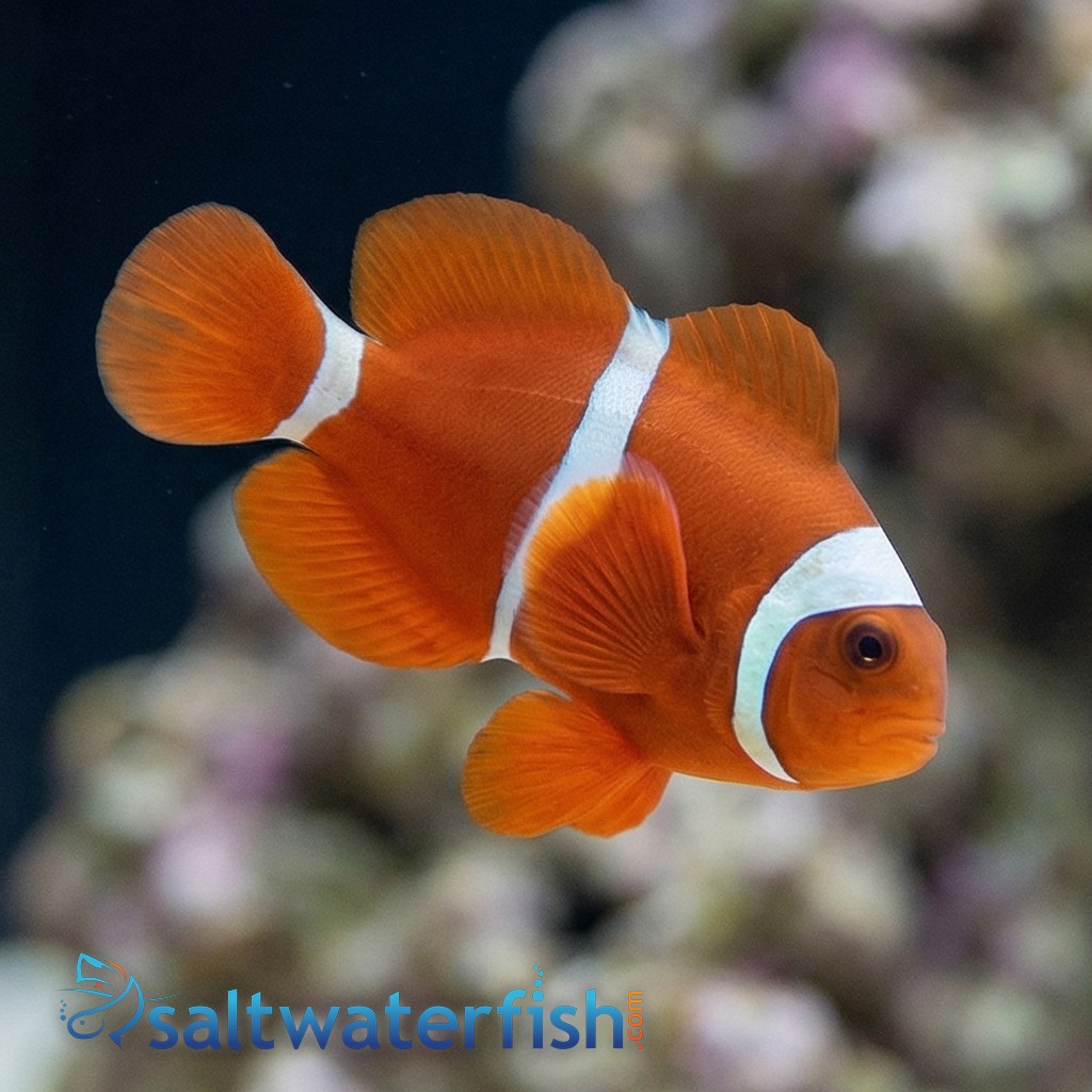 Maroon Clownfish