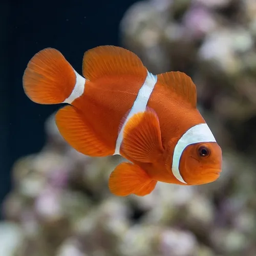 Maroon Clownfish