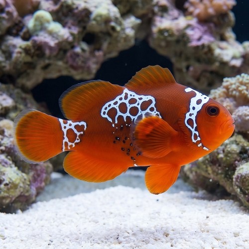 Lightning Maroon Clownfish