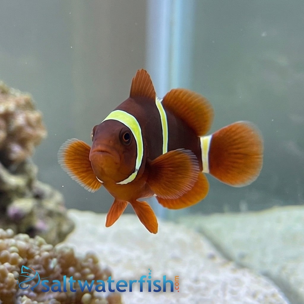 Gold Stripe Maroon Clownfish - Captive Bred