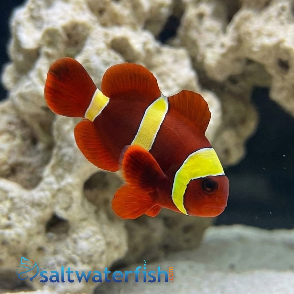 Gold Stripe Maroon Clownfish - Captive Bred