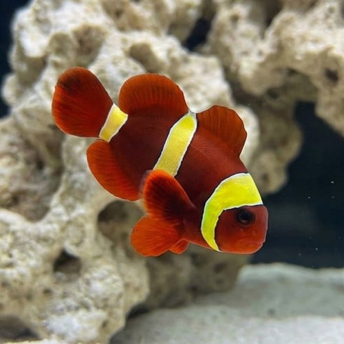 Gold Stripe Maroon Clownfish - Captive Bred