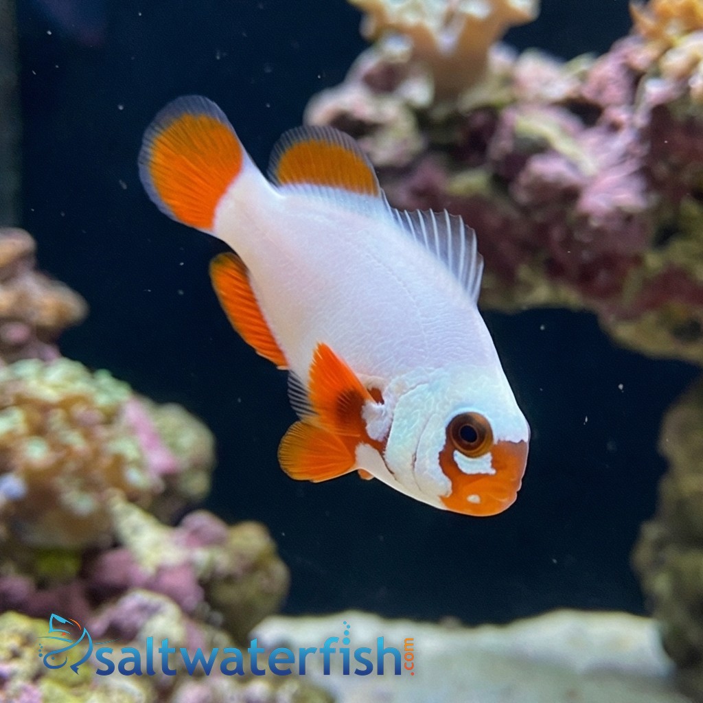 Gold Nugget Maroon Clownfish - Captive Bred