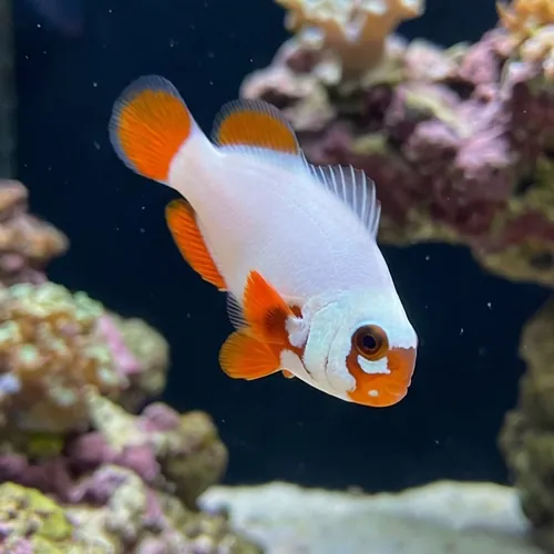 Gold Nugget Maroon Clownfish - Captive Bred