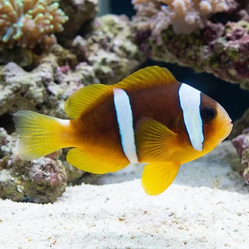 Two Banded Clownfish - Red Sea