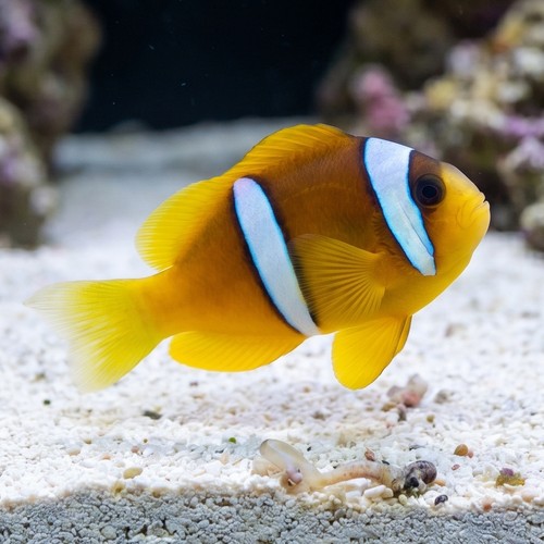 Two Banded Spotcintus Clownfish - Red Sea